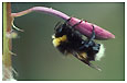 Bee on fireweed